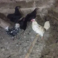 مرغ تخم گذار