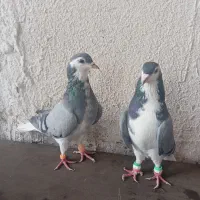 یک جفت ساده شیرازی|پرنده|مشهد, انصار|دیوار