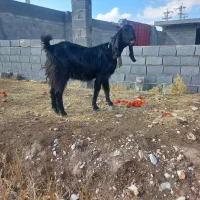 بز داشت اصل|حیوانات مزرعه|مرودشت, فیروزی|دیوار