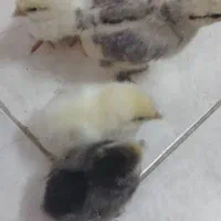 فروش ۵ عددجوجه برهما ۴ روزه سالم