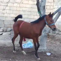 کره نریان کرد