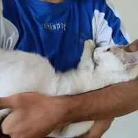 گربه ماده|گربه|بندرعباس, |دیوار