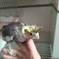 عروس هلندی همراه ۶تا جوجه|پرنده|قزوین, |دیوار