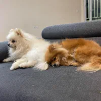 پامرانین خرسی سفید نر وارداتی کش ش|سگ|کرج, گلشهر|دیوار