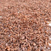 گله آفتابی پاک شده خوراکی