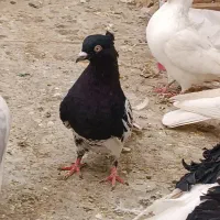 کفتر نقش و پرشی و نوک قنار|پرنده|اردکان, |دیوار