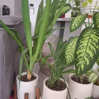 گل طبیعی فروشی