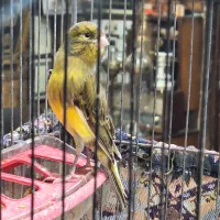 قناری ماده جوان بکر آماده