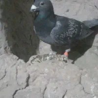 کبوترگرفتنی|پرنده|نیمروز, |دیوار