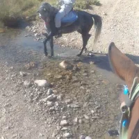 مادیون  کرد جفت زن|اسب و تجهیزات اسب‌سواری|بروجرد, |دیوار