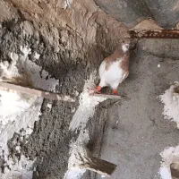 پرنده کبوتر کفتر
