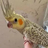 عروس مرواریدی بسیار زیبا