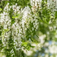 درخت اقاقیا