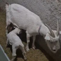 یک عددبزسانن زایده|حیوانات مزرعه|قائن, |دیوار