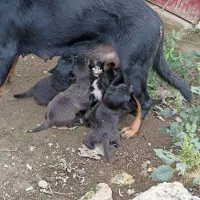 سگ نژادروتوایلر