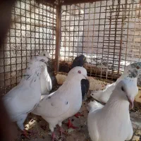 تعدادی کبوتر کله ای زاغ سفید سرور|پرنده|بافت, |دیوار