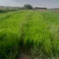 بذرشالی پرمحصول