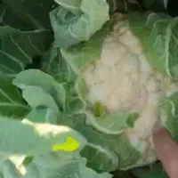 گل کلم مرغوب