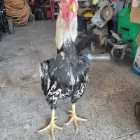 خروس لاری|حیوانات مزرعه|بابل, |دیوار