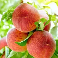 پیش فروش نهال هلو جوادی شناسه دار