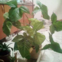 گل و گیاه|گل و گیاه طبیعی|اصفهان, قائمیه|دیوار