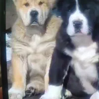 سگ الا بای ترکمنی اصل با مدارک کامل