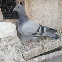 کبوتر گرفتنی  جوجه پلاکی معاوضه با کفتر