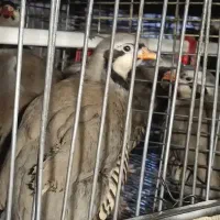 مرغ تخمگذار|حیوانات مزرعه|قزوین, |دیوار