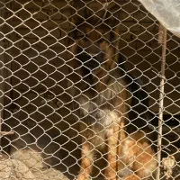 ژرمن ۴ساله فروشی و معاوضه