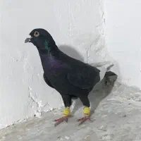 کبوتر پرنده|پرنده|قزوین, |دیوار