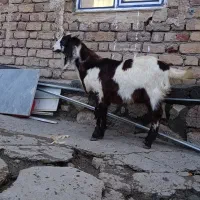 بزغاله پاکستانی|حیوانات مزرعه|کرمانشاه, |دیوار