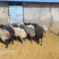 شیشک و میش جوان آبستن