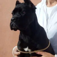 فروش سگ ژرمن روتوایلر مالینیوز گلدن چاوچاو الابای|سگ|تهران, درکه|دیوار