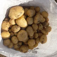 سیب زمینی بذری و خوراکی سانته مدل ۴۰۲ درجه یک|خوردنی و آشامیدنی|ازنا, |دیوار