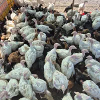 جوجه مرغ و خروس و بقلمون|حیوانات مزرعه|کرمان, |دیوار