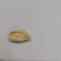 مهره اصل اصل