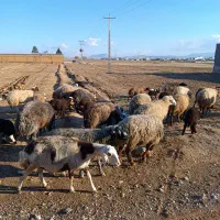 میش و بره|حیوانات مزرعه|کوهدشت, |دیوار