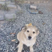 سگ پا کوتاه