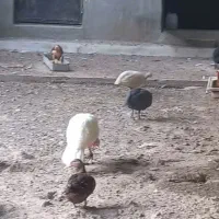 مرغ خروس محلی
