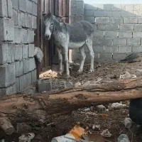 آخور.خر گله|حیوانات مزرعه|رفسنجان, |دیوار