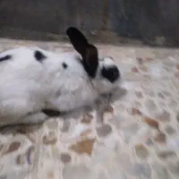 خرگوش