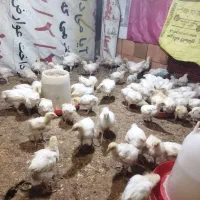 تعداد 40 تا جوجه گوشتی