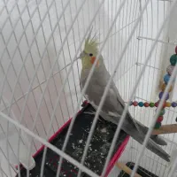 عروس هلندی ماده