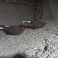 کبوتر رنگه
