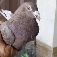 ماده دورگ قهوه ای|پرنده|مبارکه, |دیوار