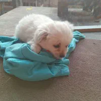 سگ اشپیز‌ پاکوتا|سگ|آستانه اشرفیه, |دیوار