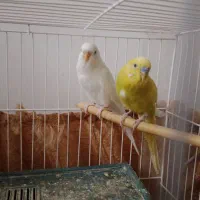 یک جفت مرغ عشق نر وماده آماده تخمگذاری