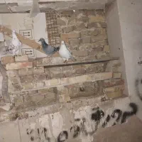 کبوتر|پرنده|مرند, |دیوار