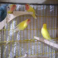 فروش پرنده|پرنده|بیرجند, |دیوار