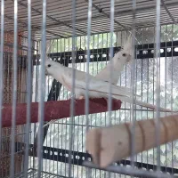 جفت عروس هلندی البینو با جوجه